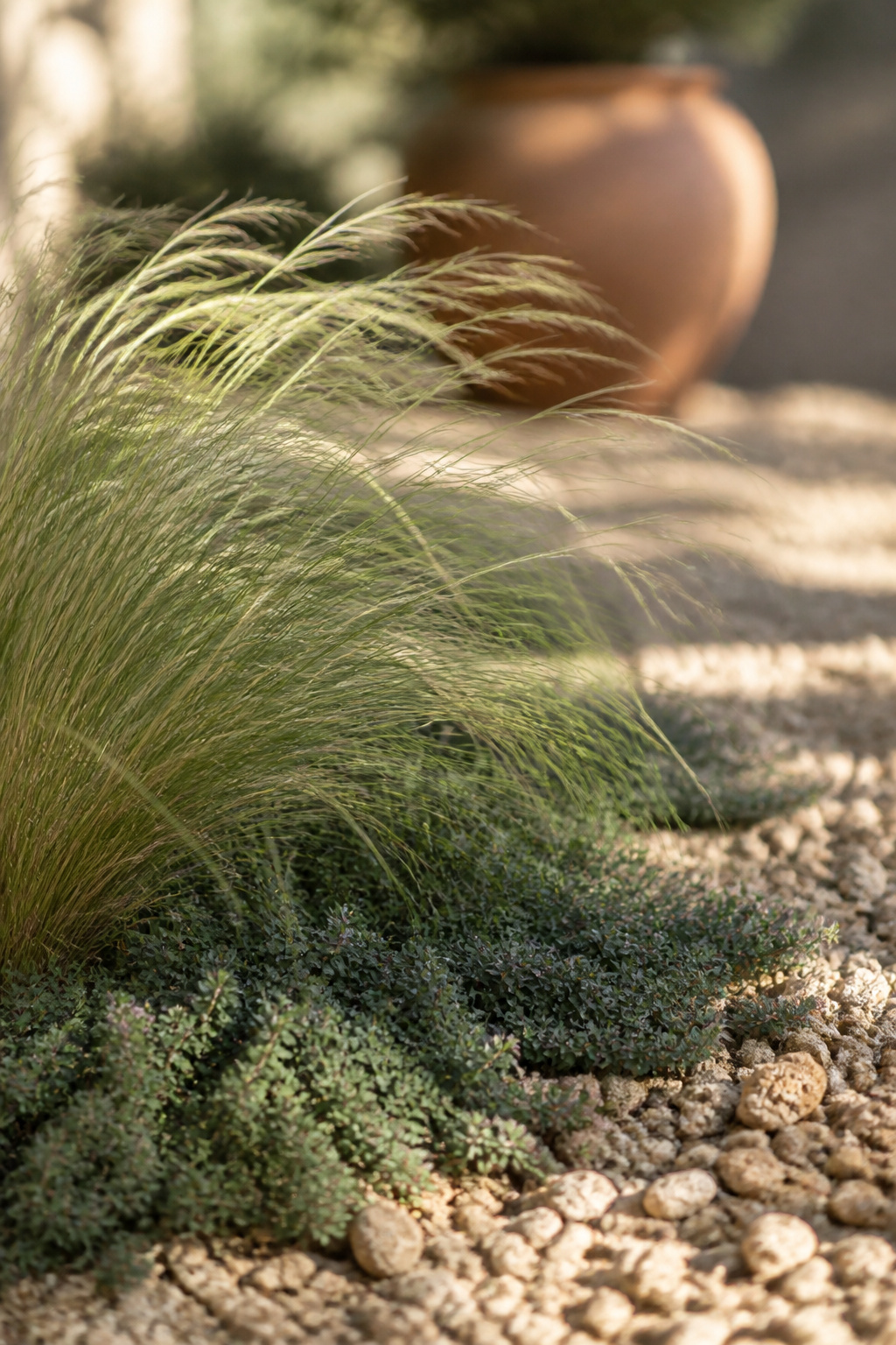 Fine-bladed ornamental feather grass above a mat of creeping thyme growing in the gaps of buff pea gravel