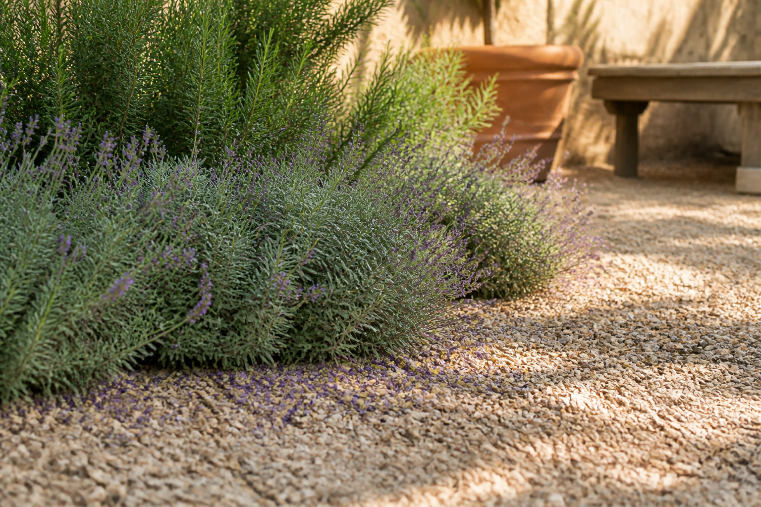 Lavender and rosemary spilling over the edge of buff pea gravel on a sunlit patio