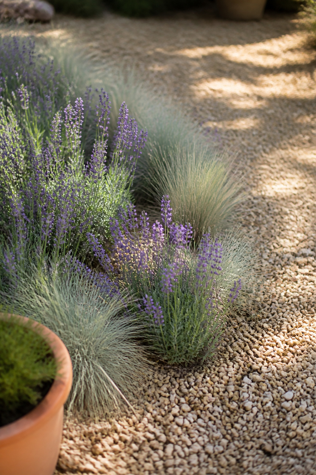 Lavender and ornamental grasses growing through buff pea gravel beside a terracotta pot