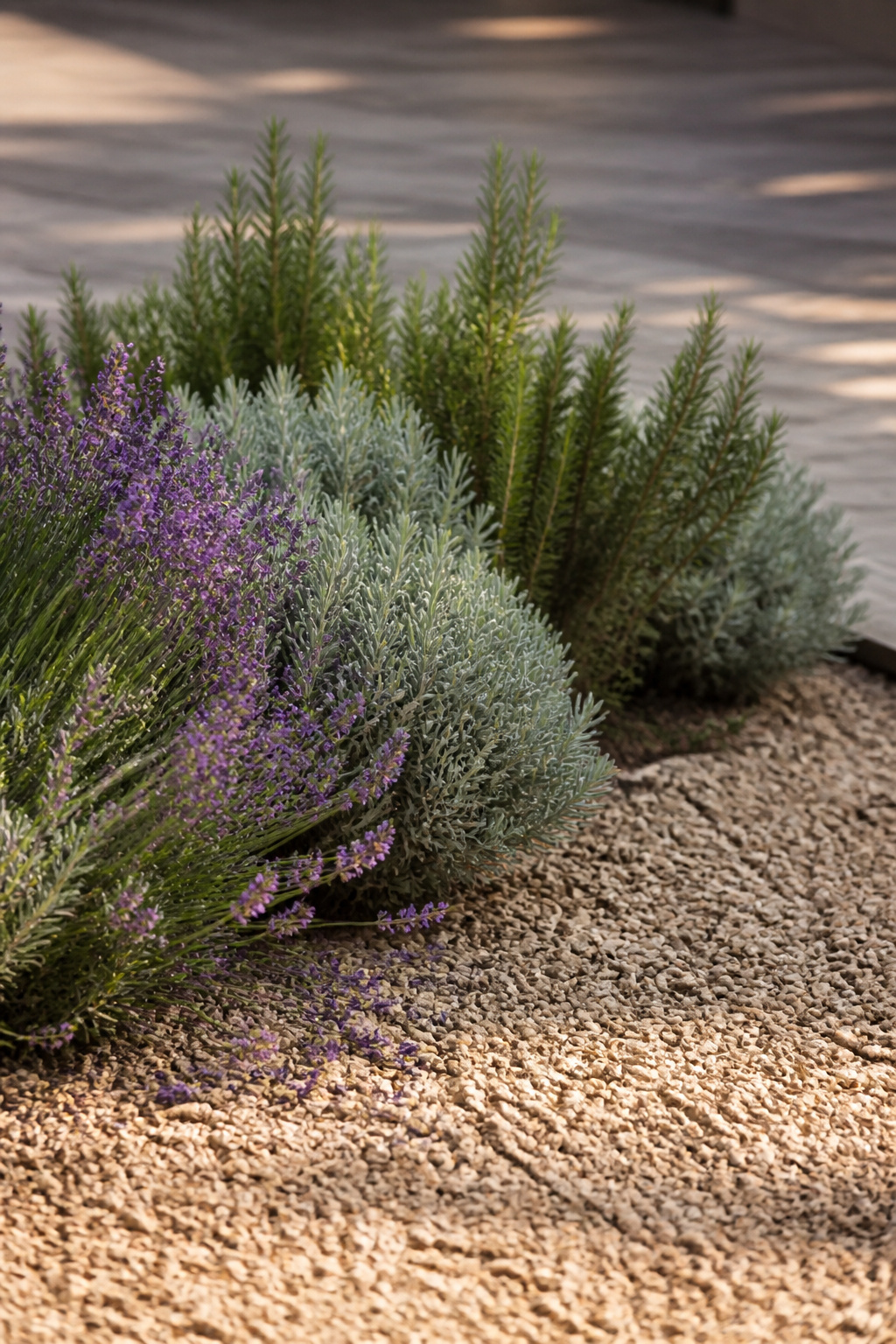 Lavender, silver santolina and upright rosemary planted together at the edge of buff pea gravel