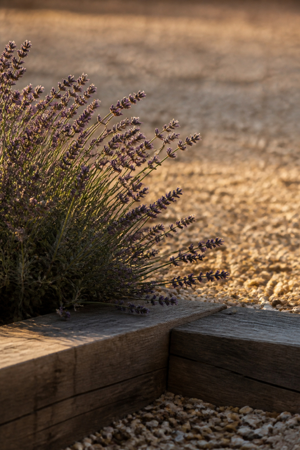 A single mature lavender plant beside a timber step leading onto a buff pea gravel patio