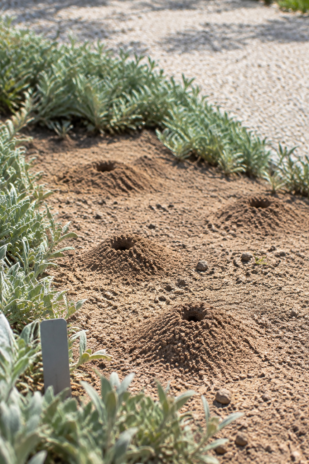Sunny patch of bare sandy soil with small mounded tunnel entrances edged by silvery grey-green foliage