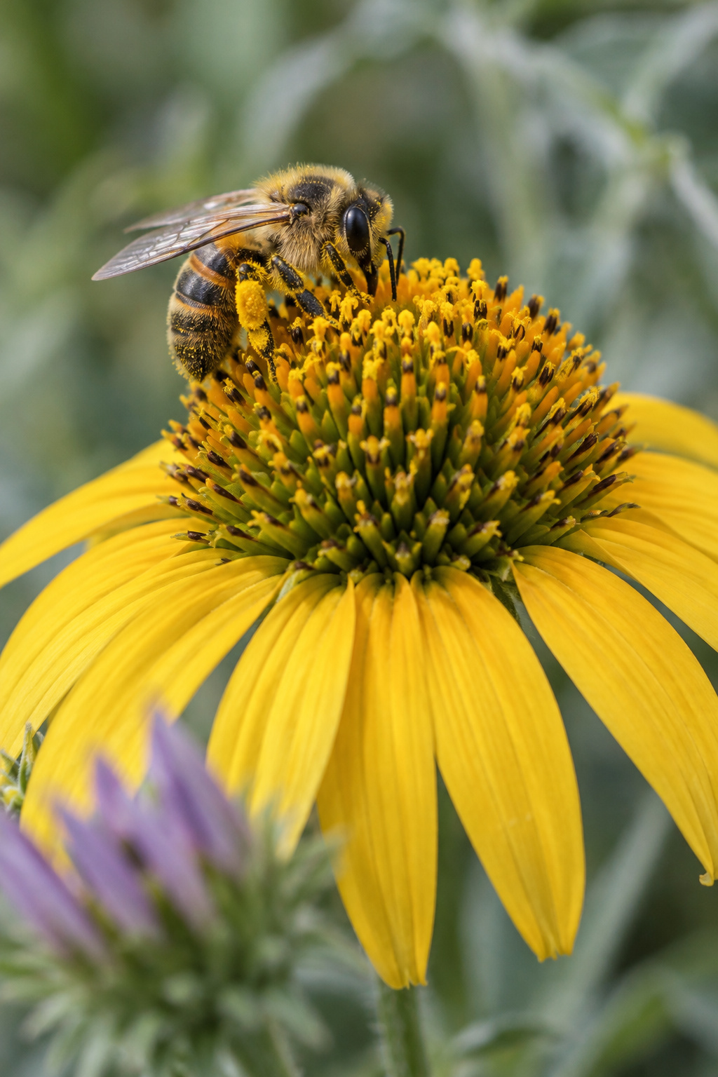 Native bee foraging on a butterscotch-yellow coneflower bloom with a lavender bud softly blurred in the foreground