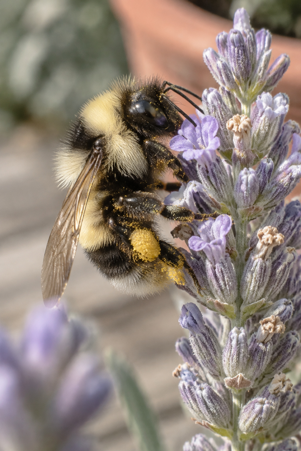 A bumblebee foraging on a lavender flower spike growing in a balcony container