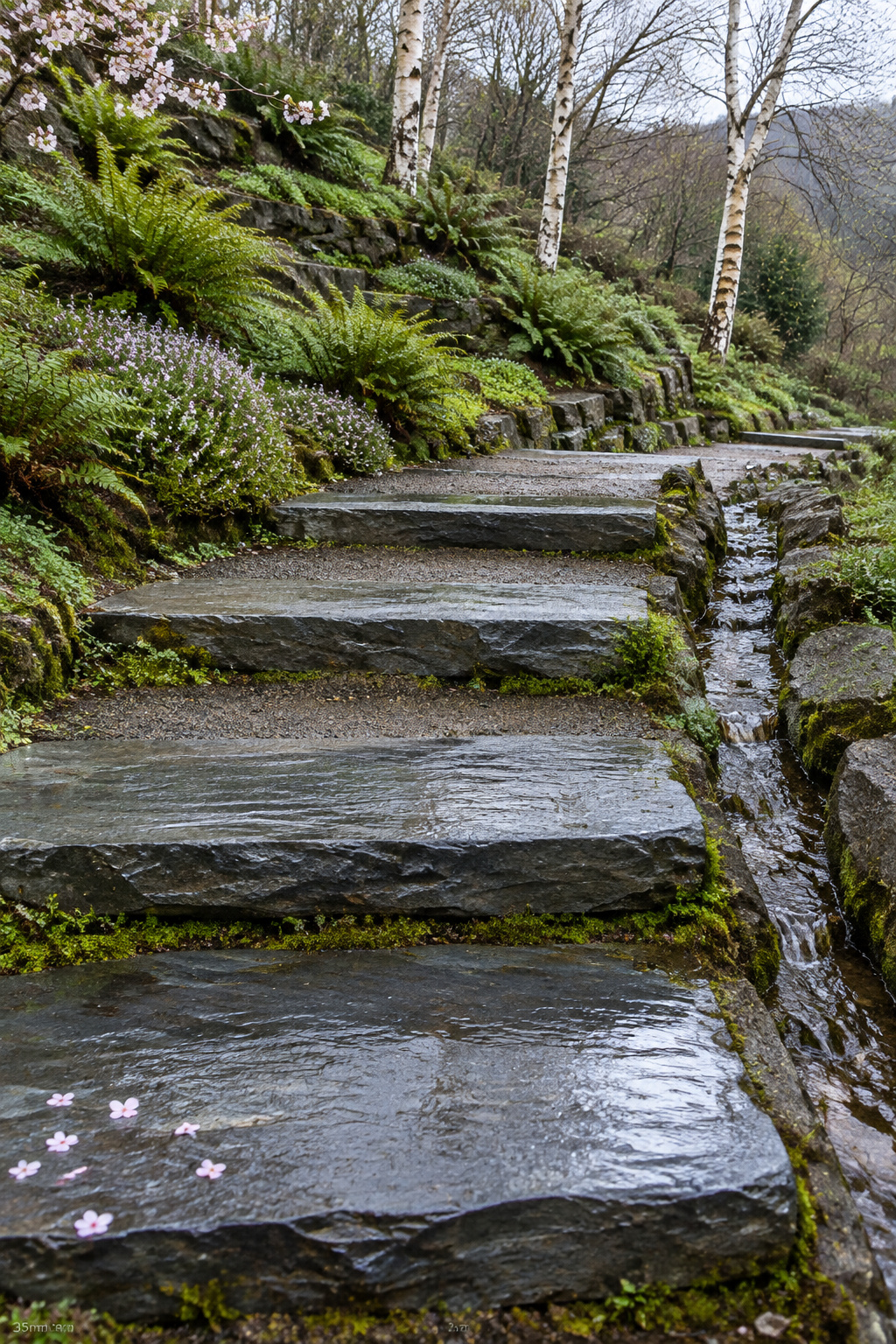 Low bluestone garden steps with deep treads stepping down a hillside beside a stone-lined runnel on an overcast spring morning