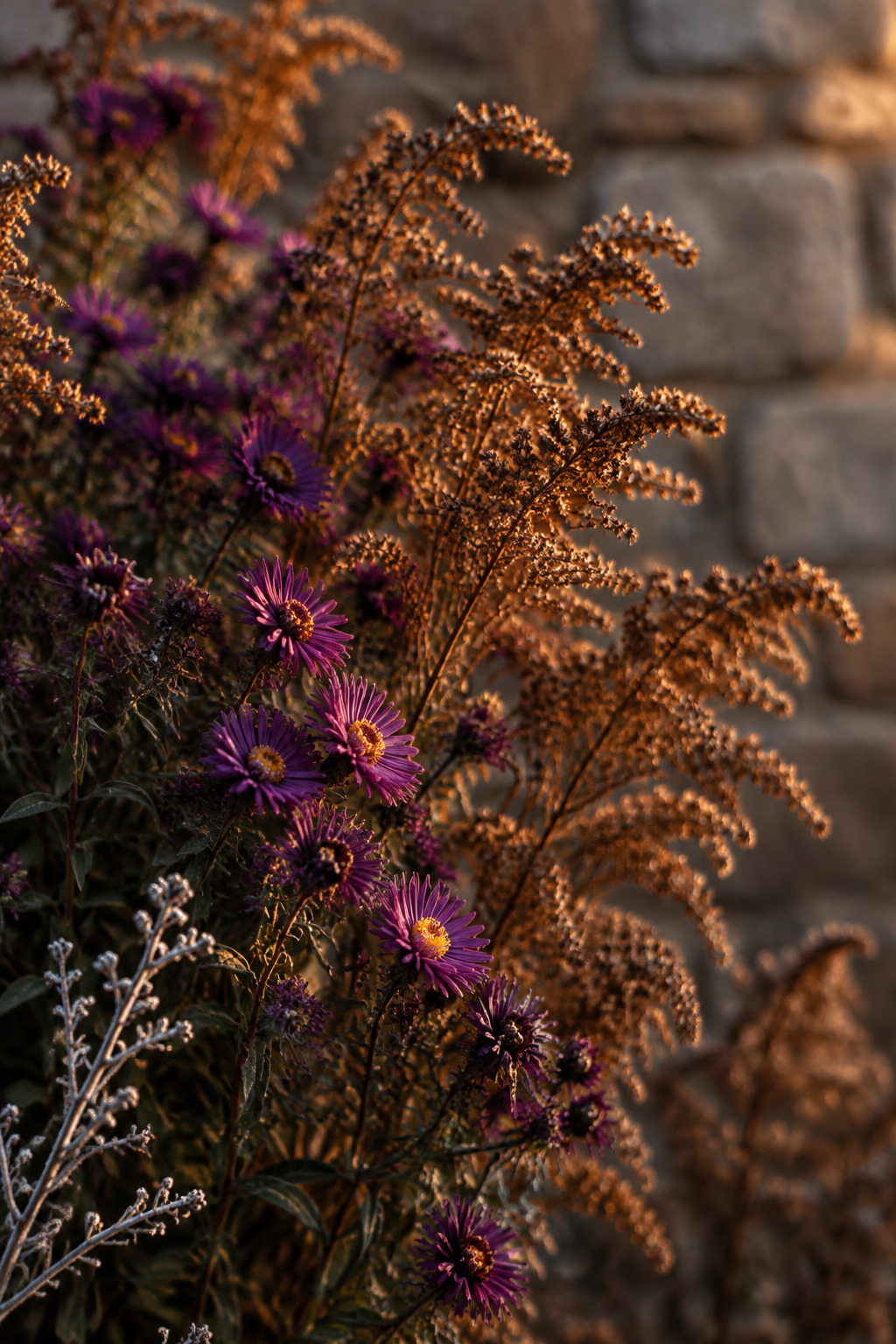 Deep-plum aster blooms beside rust-colored goldenrod seedheads lit by low late-autumn golden light