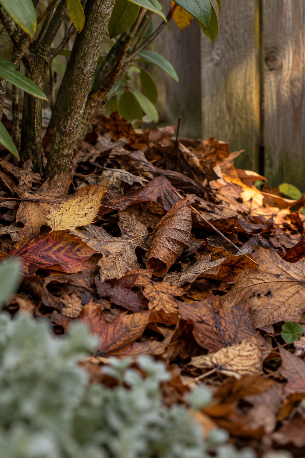 A couple of inches of fallen leaf litter piled at the base of a shrub, with one curled leaf resembling a chrysalis