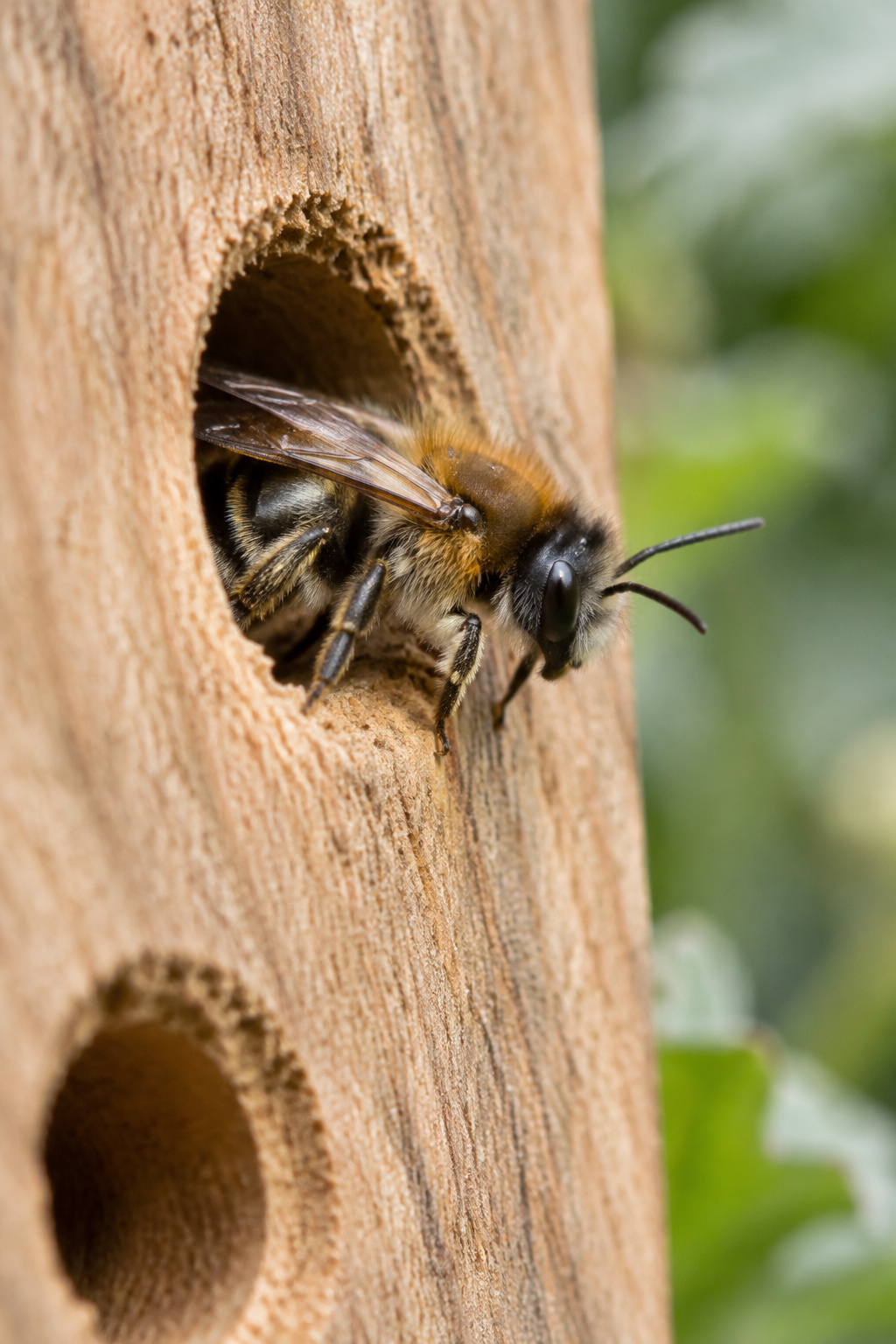 Mason bee resting at the entrance of a drilled hole in a raw hardwood nesting block