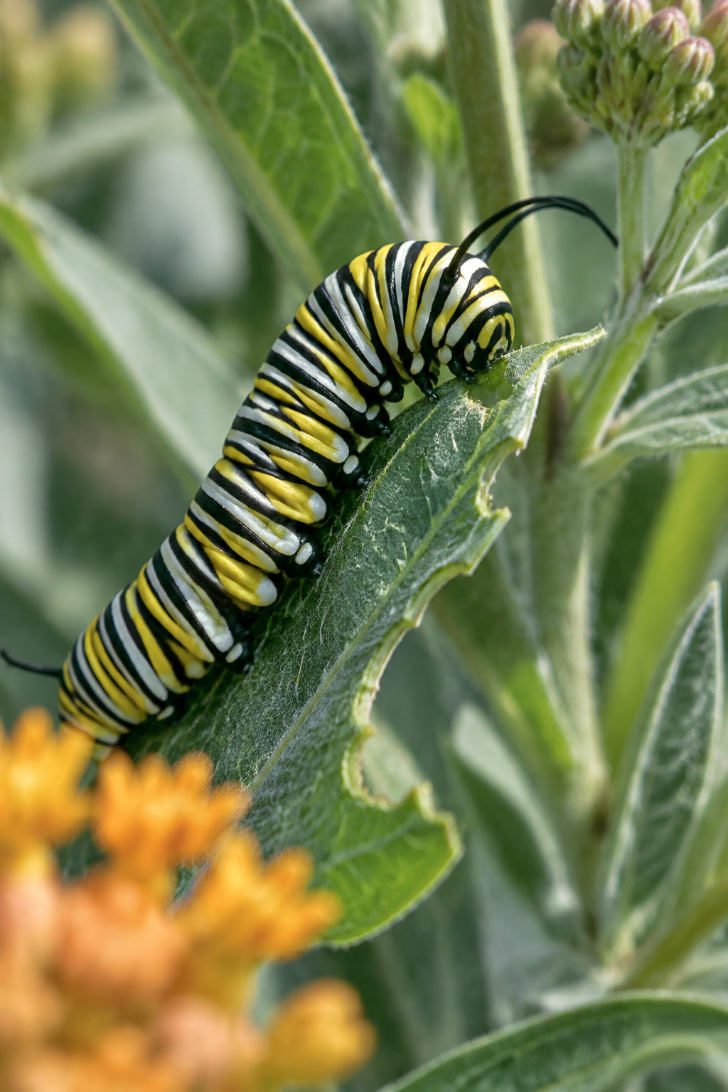 Monarch caterpillar feeding on a chewed milkweed leaf, with a butterscotch bloom blurred behind