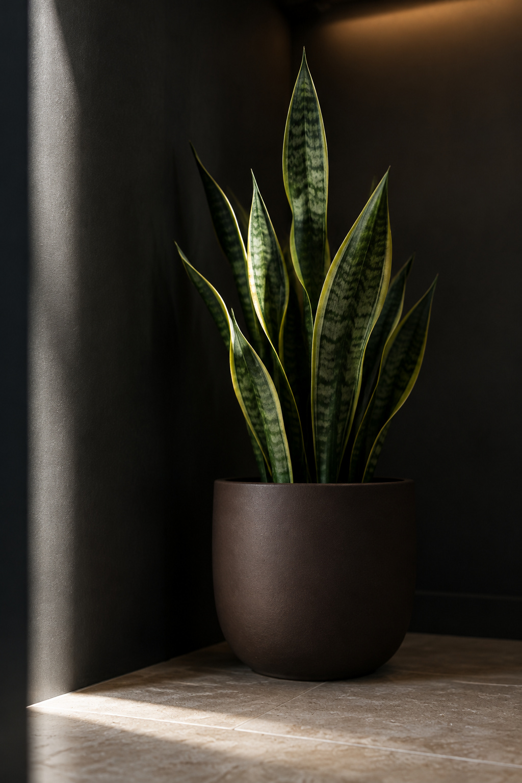 Snake plant in a matte pot standing in a dark graphite corner of an entryway, lit by a thin line of daylight