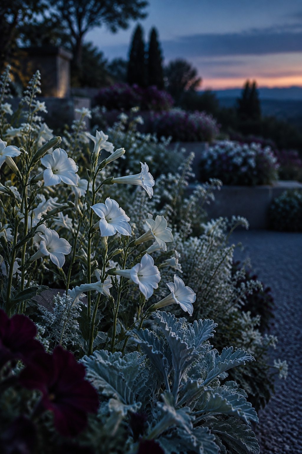 The pale white edge of a moon garden bed meeting a deep plum daytime flower bed as dusk falls