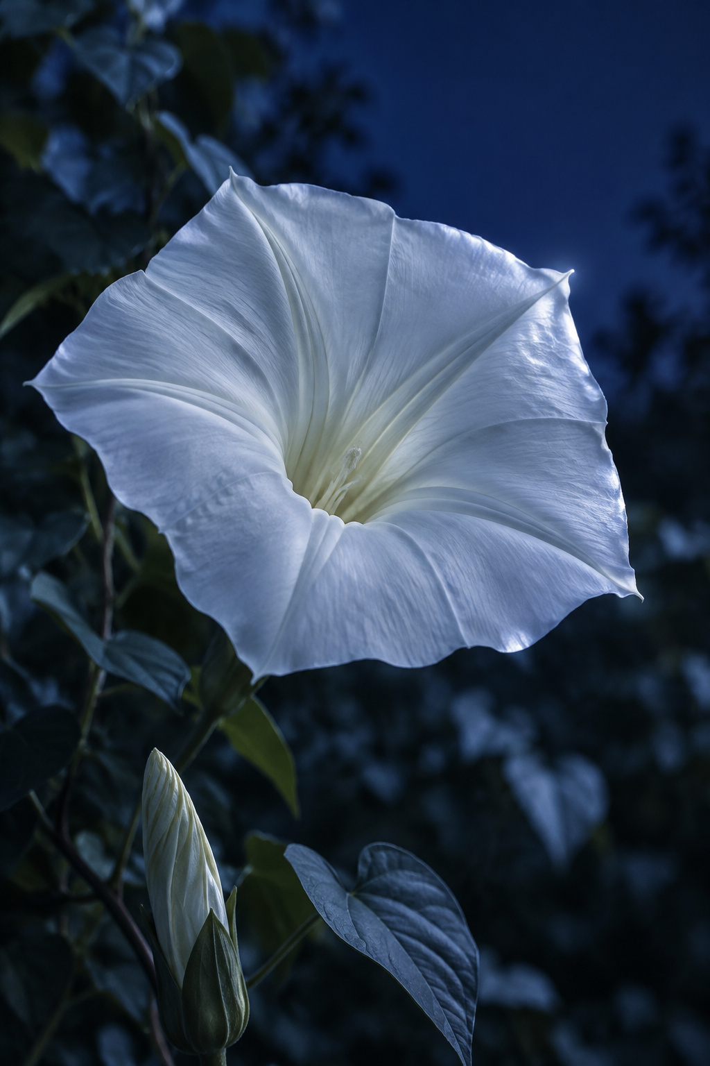 A single fully open white moonflower trumpet glowing against a deep navy dusk sky