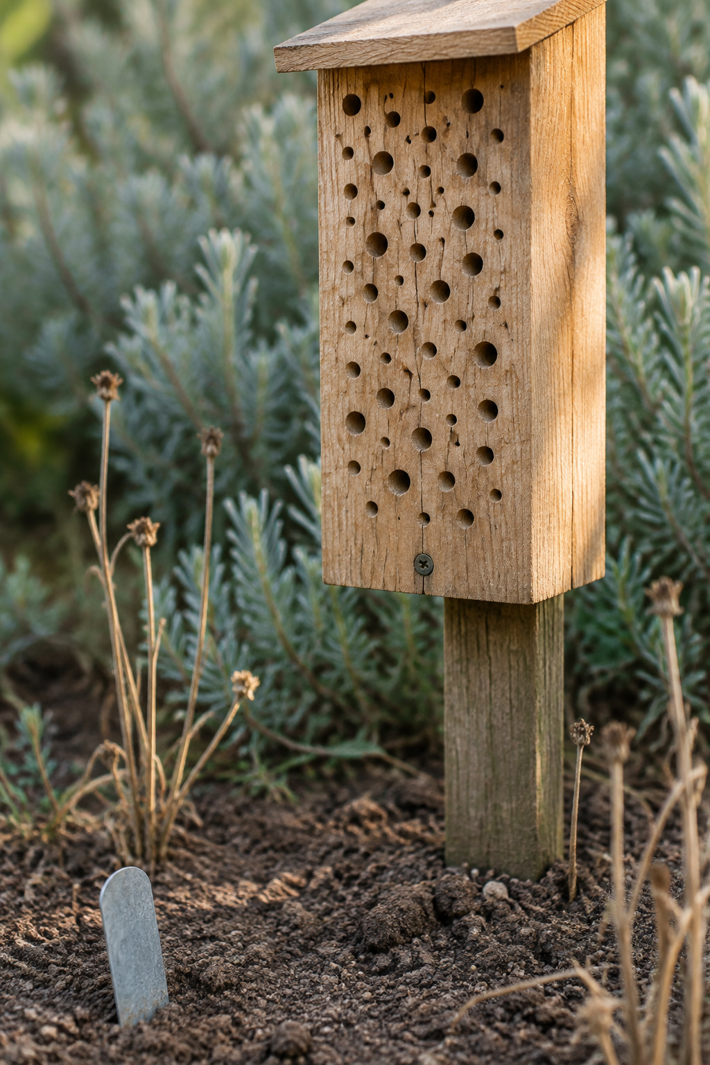 Raw drilled hardwood nesting block mounted above a patch of bare soil with standing dried stems