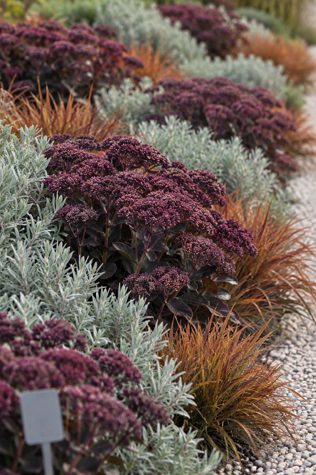 Repeated massed drift of grey-green, deep-plum and rust-toned pollinator plants clustered in matching blocks across a front bed