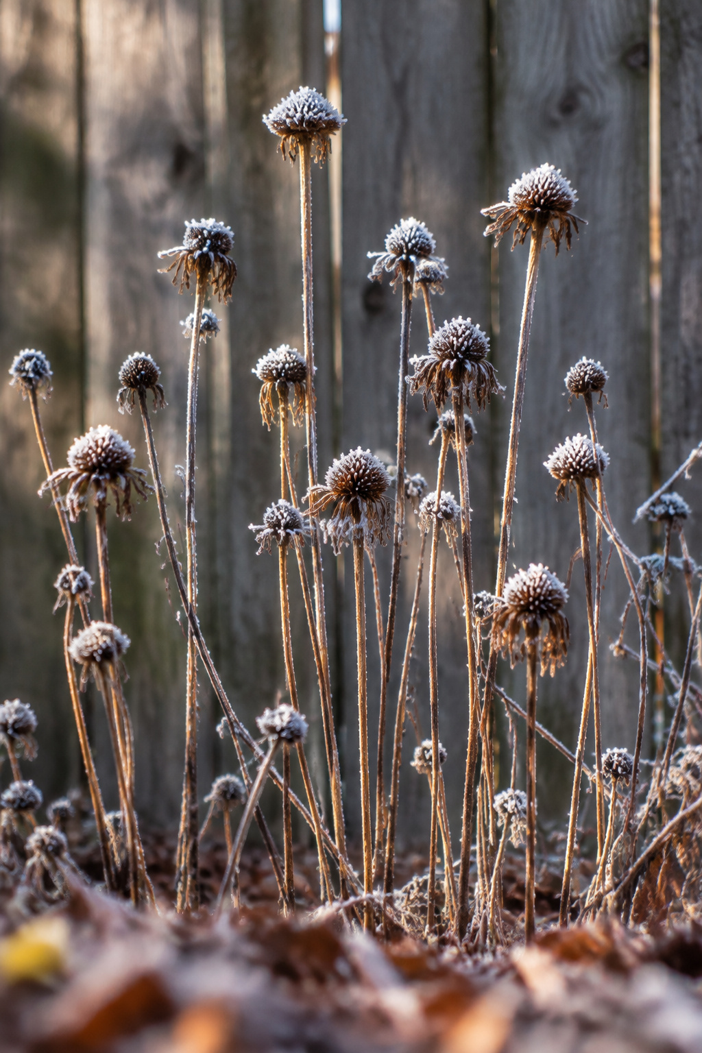 Cut dead perennial stems left standing at varying heights with frosted seedheads above a scatter of leaf litter