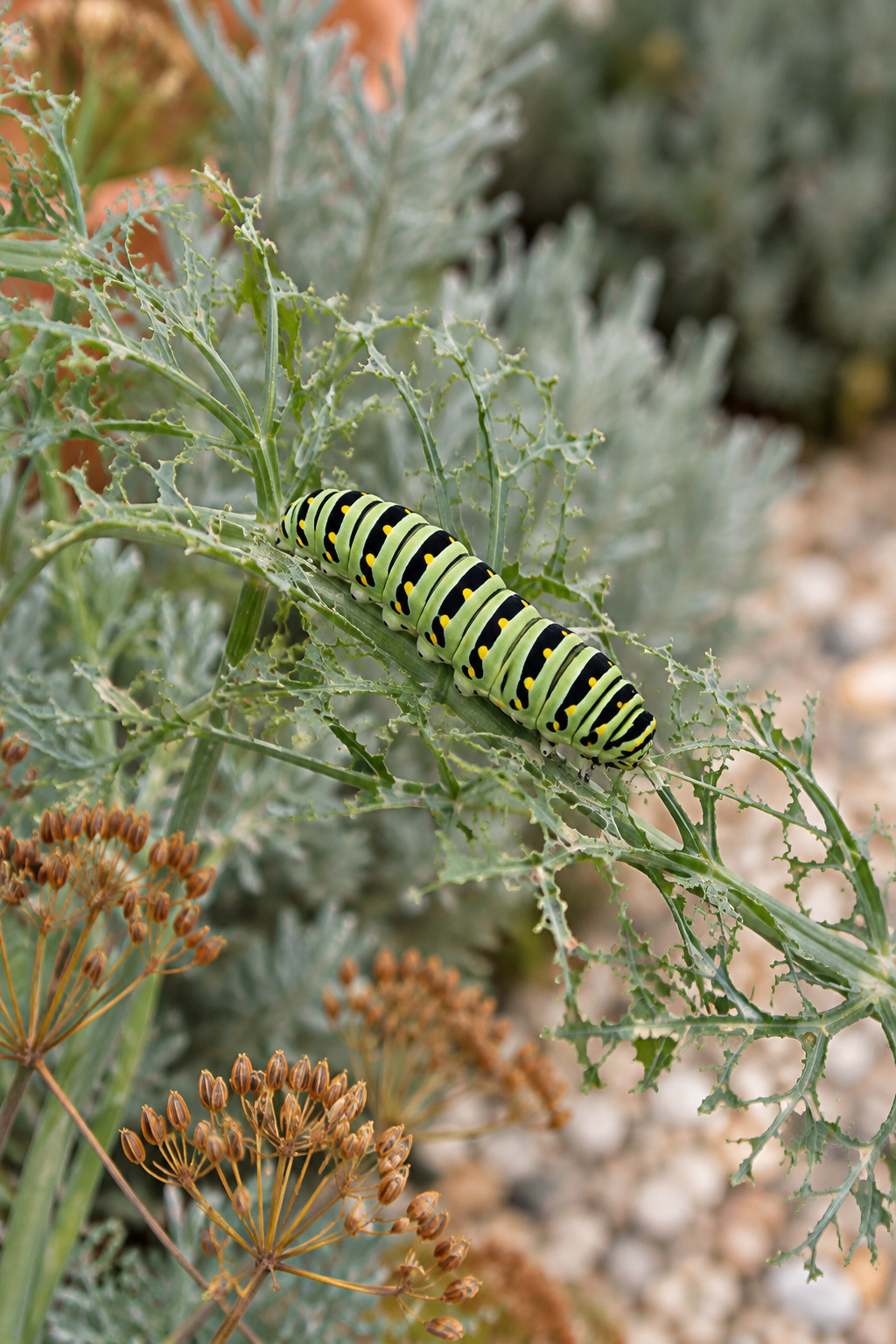 Green and black banded swallowtail caterpillar with pale eyespots on chewed fennel foliage