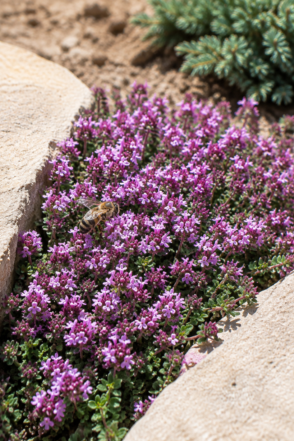 Close view of a creeping thyme mat covered in tiny pink-purple flowers between two pale flagstones with a honeybee on the blooms