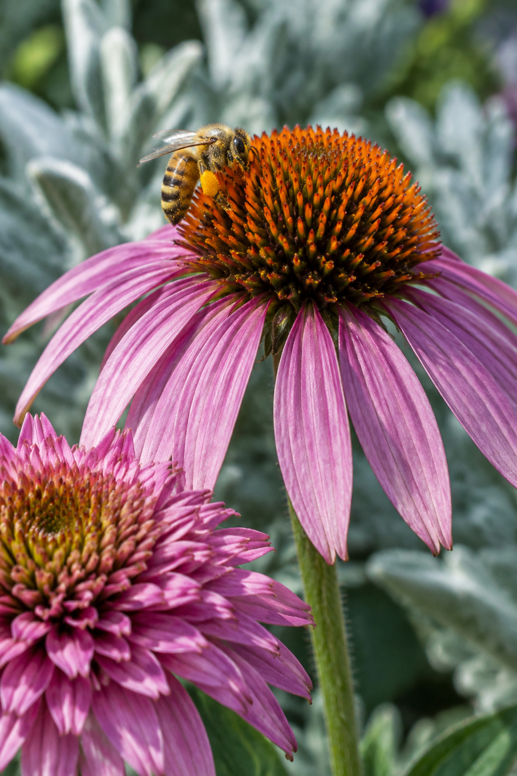A bee foraging in an open wild coneflower bloom next to a closed, doubled coneflower cultivar bloom